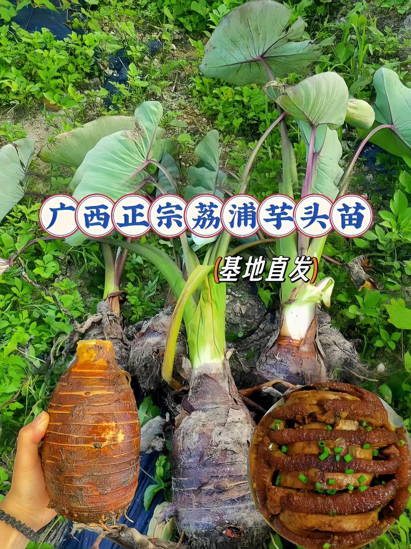 荔浦芋头能放多久(荔浦芋头产地哪里最好)