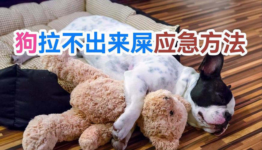 为什么拉出来的屎是一粒一粒的(为什么拉出来的屎是一粒一粒的拉不出来)