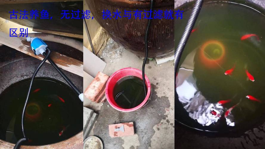 小鱼缸多久换一次水(小鱼缸多久换一次水好)