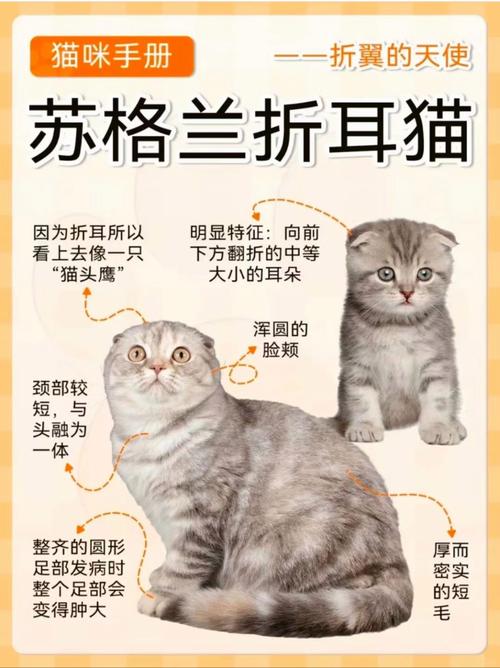 折耳猫一般能活多久(折耳猫多少钱一只)